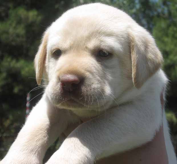 Labrador Retriever for sale, Labrador retriever puppies for sale in